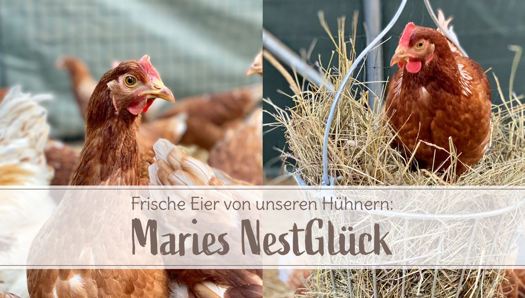 Frische Eier: Maries NestGlück