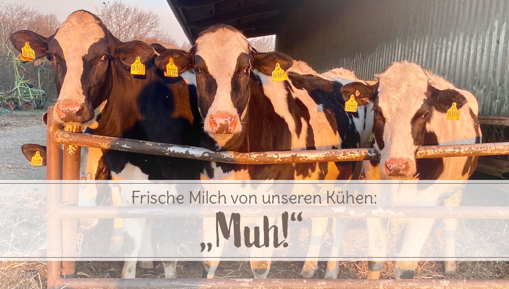 Frische Milch von unseren Kühen